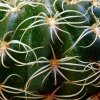 Lobivia _arachnacantha _(Echinopsis ancistrophora ssp.arachnacantha) _08